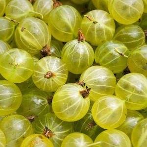 10 FRÖN Krusbär - Ribes grossularia L - Krusbär""Odlad och producerad i Italien - Ekologisk produkt