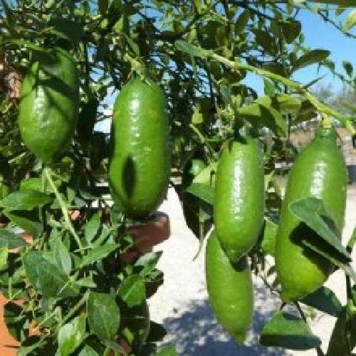 Gartenpflanzen Fr Anfnger Fingerlimette Samen  Winterharte Topfpflanzen  Fr Balkon & Garten (300 Samen)