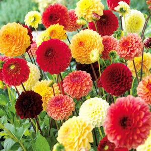 May include: A variety of colorful dahlia flowers in bloom. The flowers are in shades of red, orange, yellow, and white.