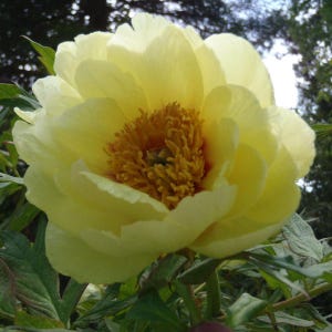 5 Semi Di PEONIA &quot;GOLDEN YELLOW&quot;   Semi freschi