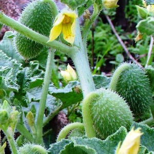 10 Samen ECBALLIUM ELATERIUM – Eselswassermelone, angebaut und produziert in Italien – Bio-Produkt