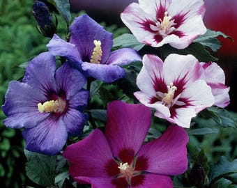 20-SEEDS -Hibiscus syriacus IN MIX Fresh Seeds