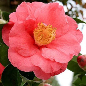 5 GRAINES DE CAMELLIA JAPONICA&quot; &quot;Cultivées et produites en Italie - Produit biologique