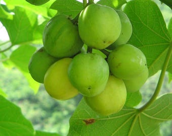 6 Samen von Jatropha Curcas, „Angebaut und hergestellt in Italien – Bio-Produkt