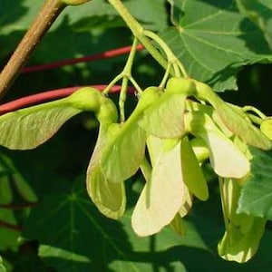Könnte beinhalten: Nahaufnahme von mehreren grünen Ahornsamen, auch bekannt als Samaras, die an einem Zweig befestigt sind. Die Samen sind geflügelt und haben eine hellgrüne Farbe.