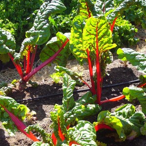 Puede incluir: Primer plano de un parche de acelga de tallo rojo que crece en un jardín. Las hojas son verdes con vetas rojas y los tallos son de un rojo vibrante.
