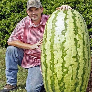 Puede incluir: Un hombre con una camisa a cuadros rojos y blancos sostiene una sandía grande, verde con rayas verde oscuro. La sandía es mucho más grande que el hombre.