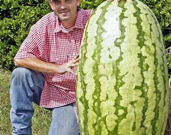 10 semillas de sandía gigante: RÉCORD MUNDIAL GUINNESS 132 kg "Semillas orgánicas frescas"