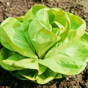 Op de afbeelding: Een close-up van een groene bladgroente, waarschijnlijk een soort sla, met een rozetvorm. De bladeren zitten dicht op elkaar gepakt, waardoor een compacte en levendige groene tros ontstaat.