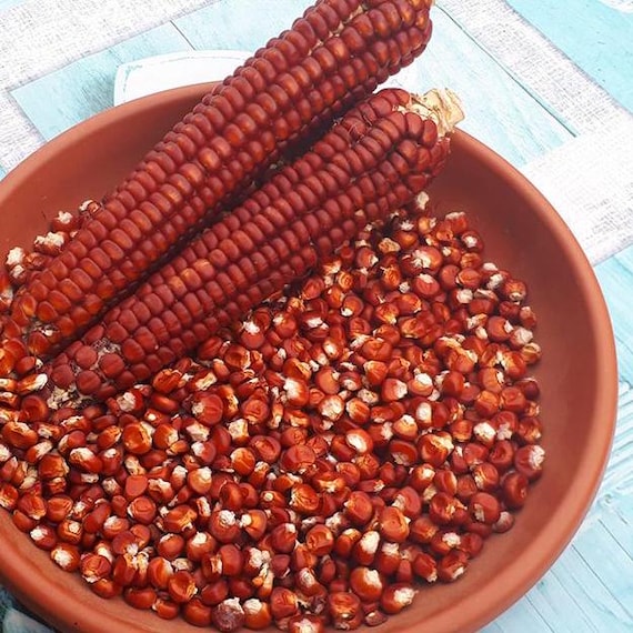 50 rote MAIS-Samen, angebaut und hergestellt in Italien  Bio-Produkt -  Etsy.de