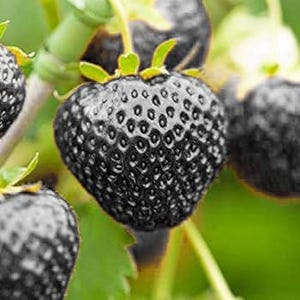 50 BLACK STRAWBERRY Seeds - BLACK STRAWBERRY "Fresh and Organic Seeds"