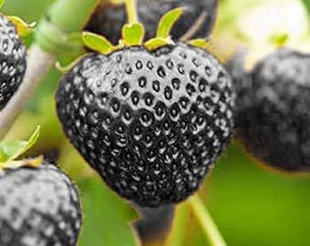 50 semillas de fresa negra - Fresa negra "Semillas frescas y orgánicas"