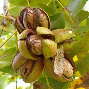 10 PECAN SEEDS &quot;Grown and Produced in Italy - Organic Product