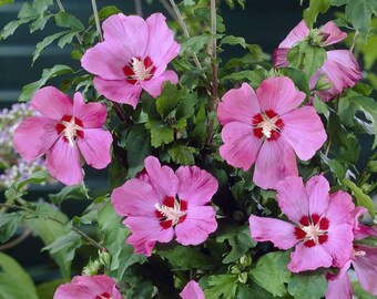 20-ZADEN - Hibiscus syriacus "WOODBRIDGE" Verse zaden