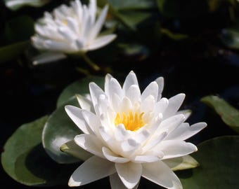 20 graines de nénuphar « Perry's double whi » Nymphaea WATER Lily graines fraîches