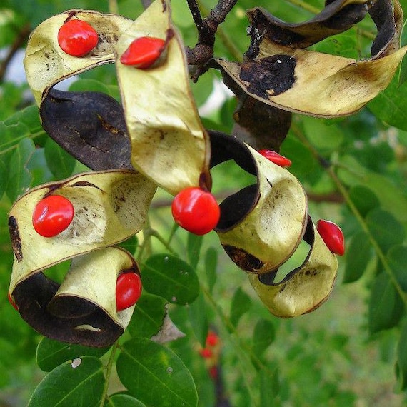Adenanthera pavonina: Sistemática, Hábitat, Cultivo
