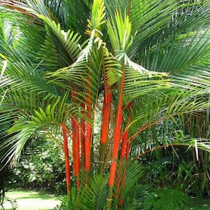 7 graines de Cyrtostachys renda Palmier à lèvres cultivées et produites en Italie - Produit biologique
