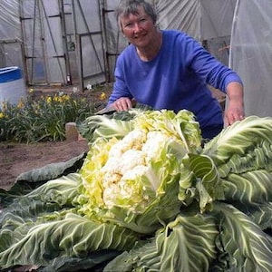 Op de afbeelding: Een grote, witte bloemkool met groene bladeren, geteeld in een tuin. Een persoon staat achter de bloemkool en glimlacht.