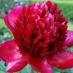 Pode incluir: Uma flor de peônia vermelha vibrante e profunda em plena floração. As pétalas são densamente compactadas, criando uma aparência densa e enrugada. A flor está em foco, com um fundo suave e desfocado.