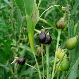 Può includere: Primo piano di una pianta verde con diversi baccelli di semi di colore marrone scuro. I baccelli sono raggruppati sul gambo e alcuni sono parzialmente aperti, rivelando i semi all'interno.