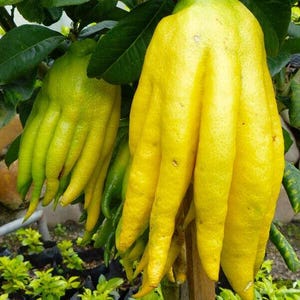 10 nasion Cytryna Cytryna "Ręka Buddy" Świeże nasiona