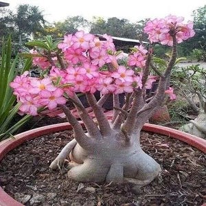 5 frön av ADENIUM ARABICUM "Desert Rose" färska frön