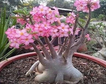 5 zaden van ADENIUM ARABICUM "Desert Rose" verse zaden