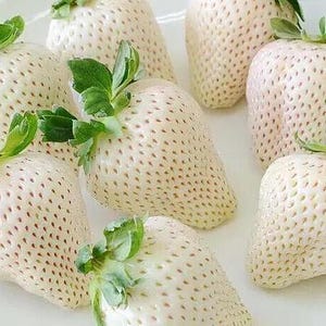 50 Samen der japanischen weißen Erdbeere „Frische und biologische Samen“
