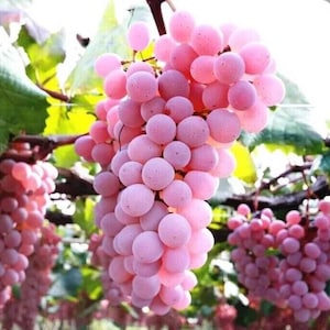 Uva di lusso -Vitis sp. Yamanashi (koshu) Giappone 10 semi stratificati