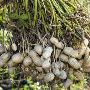 50 PEANUT Seeds "ARACHIS HYPOGAEA" "Organic Fresh Seeds"