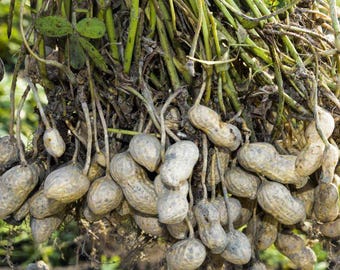 100 NASION ORZESZKÓW ZIEMNYCH "ARACHIS HYPOGAEA" "Organiczne świeże nasiona"