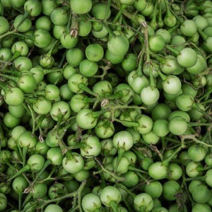 50 Samen Solanum CHRYSOTRICHUM Samen AUBERGINE PFLANZE Frische Samen