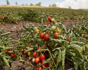 50 graines de tomate sicilienne Siccagno, sans besoin d'arrosage. Cultivée et produite en Italie - Produit biologique.