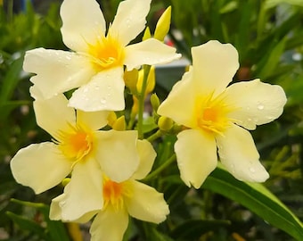 50 zaden van Nerium OLEANDER "Gele OLEANDER". "Gekweekt en geproduceerd in Italië - Biologisch product"