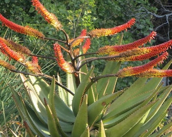 boire de l'aloe vera Jus d'Aloe vera à boire Bio main image 0