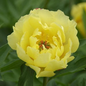 Può includere: Un fiore di peonia giallo vibrante con una texture delicata e arricciata. Il fiore è in piena fioritura, con i suoi petali disposti a spirale. Il centro del fiore è un gruppo di pistilli rossi.