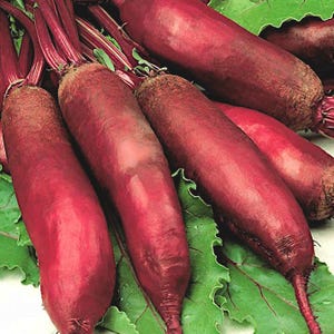 Puede incluir: Primer plano de varias remolachas frescas con raíces de color rojo intenso y hojas verdes. Las remolachas son alargadas y tienen una textura ligeramente rugosa. Las hojas son de un verde vibrante, y la imagen está bien iluminada, resaltando los colores naturales de las verduras.