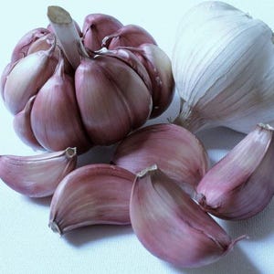 5 Zehen Morado-Knoblauchsamen KNOBLAUCH ZUR AUSSAAT VON 5 ZEHEN