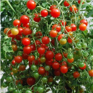 50 Seeds Of Tomato RIBES Grown and Produced In Italy - Organic Product