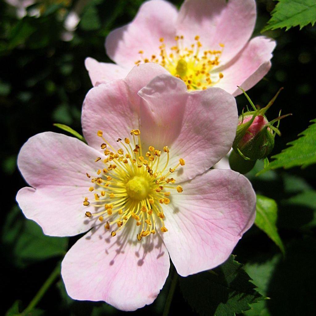 50 Semi ROSA "CANINA ROSA " semi Freschi