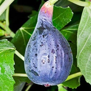 Fikonsort Ficus carica CALIFFO BLU » Blå fikon 20 färska frön
