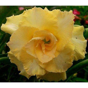 5 Semillas de ADENIUM OBESUM&quot; happy gold&quot; Desert Rose&quot; semillas frescas
