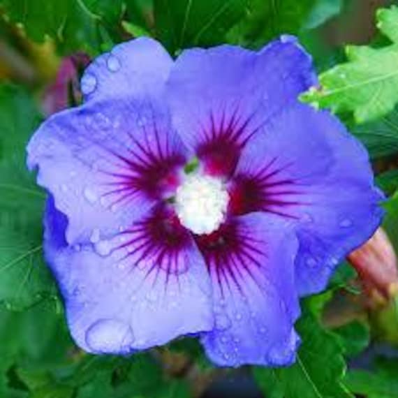 20-SEMI -Hibiscus syriacus " MARINA " Semi freschi