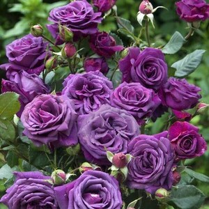 Può includere: Un mazzo di rose viola intenso con un lussureggiante fogliame verde. Le rose sono in piena fioritura, con petali vellutati e un profumo delicato.