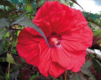 10 Seeds Of HIBISCUS MOSCHEUTOS &#39;&#39;RED&#39;