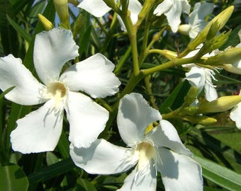 Nerium Oleander Variegata Pink,rootless Cuttings X2 - Etsy Ireland