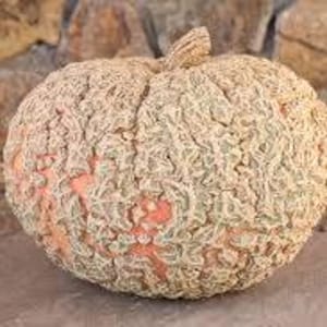 10 frön av pumpan GALLOSA D'EYSINES "NOCCIOLINA", odlad och producerad i Italien - ekologisk produkt