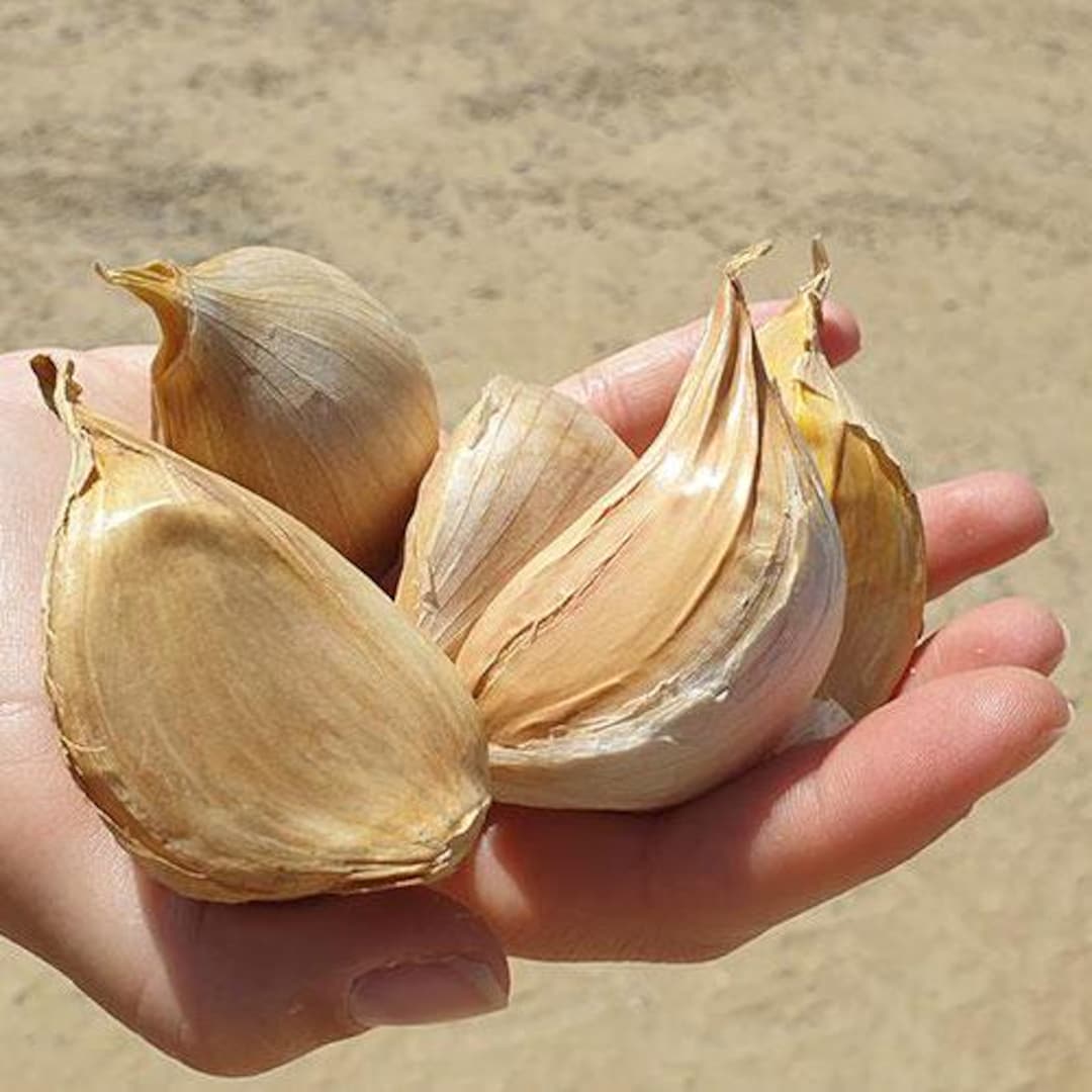 Pici All'aglione: La Ricetta Originale Toscana Spiegata Passo Passo - Foto 4