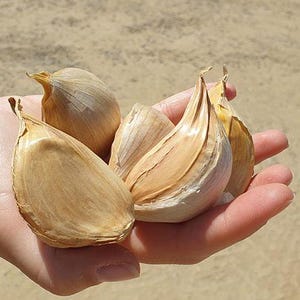 Peut inclure: Une main tenant quatre gros bulbes d'ail brun. Les bulbes ont une peau papyracée et sont légèrement ridés.