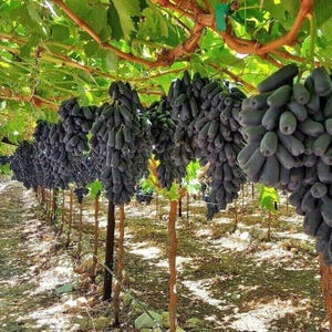 Puede incluir: Un viñedo con hileras de vides cargadas de grandes racimos de uvas moradas oscuras. Las uvas cuelgan de las vides y están listas para ser cosechadas.